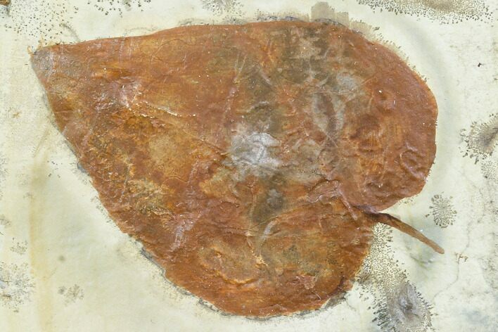 Fossil Leaf (Morus) - Montana #105229